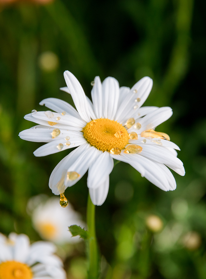 Abundance Section Image